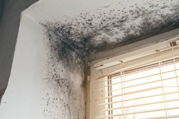 Affordable Black Mold Remediation solutions in Kenvil, NJ